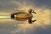 Blue-winged Teal 1C Photograph by Sally Fuller