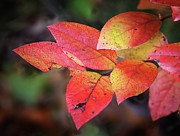 Blueberry Embers Photograph by Steven Nelson