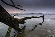 Botany Bay Plantation Boneyard Beach Eight Photograph by Douglas Wielfaert
