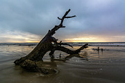 Botany Bay Plantation Boneyard Beach Fifteen Photograph by Douglas Wielfaert