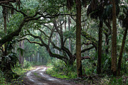 Botany Bay Plantation Maritime Forest One Photograph by Douglas Wielfaert