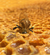 Bottom's Up Photograph by Greg Lane