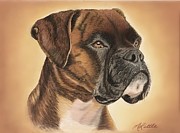Boxer Drawing by Marlene Little