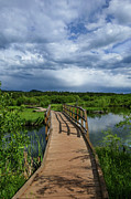Bridge to Lush Green Photograph by Sunniye Buesing