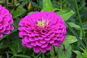 Bright zinnia Photograph by Brian Weber