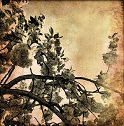 Brushed Cherry Blossoms Photograph by Onedayoneimage Photography