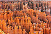 Bryce Hoodoo Portrait at Dawn 2 Photograph by Ron Long Ltd Photography