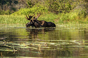 Bull Moose Photograph by Michael DeGrenier
