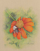 Bumblebee Drawing by Terry Edeker