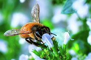 Busy Bee on White Flower Macros Photograph by Robert Niemeier