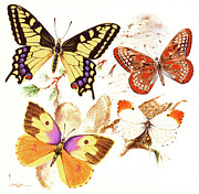 Butterflies - Swallowtail, Checkerspot, Dogface And Orange-tip Painting by Lyle Tayson