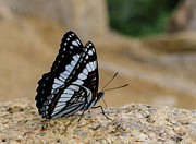 Butterfly hang-out Photograph by Sunniye Buesing