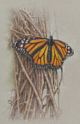 Butterfly on Vines Drawing by Terry Edeker