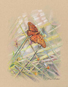 Butterfly Drawing by Terry Edeker