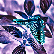 Butterly Photograph by Bruce Block