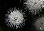 Buttonball Galaxy Photograph by Decoris Art