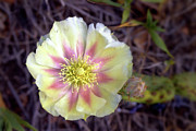 Cactus Blossom Photograph by Bob Falcone