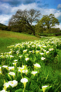 Cala Lilly River Photograph by Louis Raphael