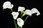 Calla Lillies x 6 Photograph by Steve Templeton