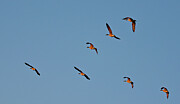 Canada Geese in Flight, Ontario Photograph by Tatiana Travelways