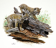 Canada Lynx Kittens Painting by Don Balke