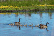 Canadian Geese and Goslings Photograph by Diane Moller