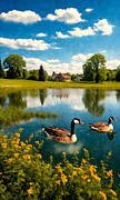 Canadian geese on a pond under a blue sky - digital painting Digital Art by Nicko Prints