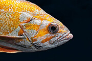 Canary Rockfish - Saved From Extinction Photograph by KJ Swan
