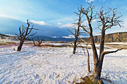 Canary spring, Mammoth Hot Springs, Yellowstone National Park, Wyoming, USAs Photograph by Neale And Judith Clark
