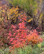 Canyon Colors Photograph by Rona Black