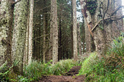 Cape Perpetua Forest Photograph by Diane Moller