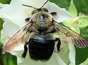 Bumble Bee Landing Photograph by Catherine Wilson