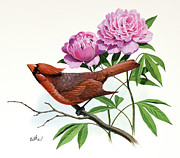 Cardinal and Peony Painting by Don Balke