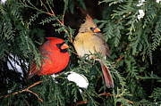 Cardinal Couple Photograph by James Overesch