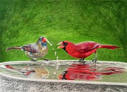 Cardinals at a Reflective Birdbath Drawing by Marlene Little