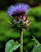Cardoon Photograph by Flees Photos
