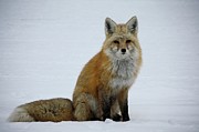 Cascade Red Fox Photograph by Michael DeGrenier