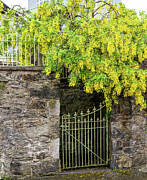 Cascading Yellow Laburnum Photograph by Shirley Mitchell