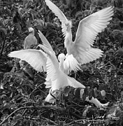 Cattle Egret Photograph by David McKinney