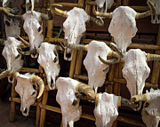 Cattle Skull Symphony Photograph by Rebecca Herranen