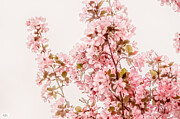 Cgy- Pink Cherry Blossoms Photograph by Alex John Bergerman