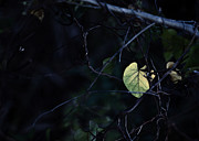 Chained and Bound Photograph by Gian Smith