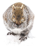 Chambawamba Photograph by James Overesch