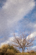 Chamisa and Tree and Clouds Perched on a Hill Photograph by Mary Lee Dereske