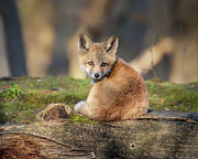 Charmer Photograph by James Overesch