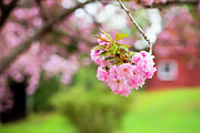 Cherry Blossoms and Farm Buildings Photograph by Charles Floyd