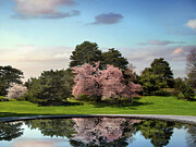 Cherry Tree Reflections Photograph by Jessica Jenney
