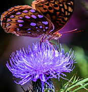 Chillin' Photograph by Addison Likins