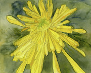 Chrysanthemum, Golden Flower, November Birth Flower Painting by Elizabeth Reich