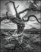 Cinder Cone Photograph by Steven Dos Remedios